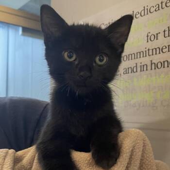 Gastone -  Domestic Short Hair Cat for Adoption in Chicago, Illinois - Gastone | PetCurious