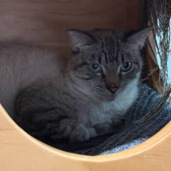 Domestic Short Hair and Siamese Cats Available for Adoption - Jude | PetCurious