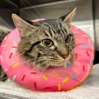 Domestic Long Hair Cats Available for Adoption - Baby | PetCurious