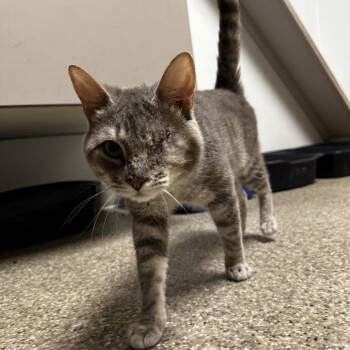 Domestic Short Hair Cats Available for Adoption in Blue Ridge, Georgia - Honeybun | PetCurious