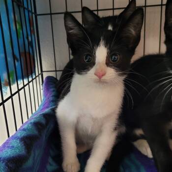 Rescue Domestic Short Hair Cats for Adoption in Belfair, Washington - Bubbles | PetCurious