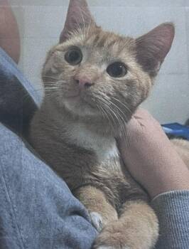 Cyrus Freeport -  Domestic Short Hair Cat for Adoption in Westbury, New York - Cyrus Freeport | PetCurious
