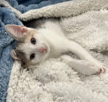 Domestic Short Hair Cats Available for Adoption in Wheaton, Illinois - Cinderella | PetCurious