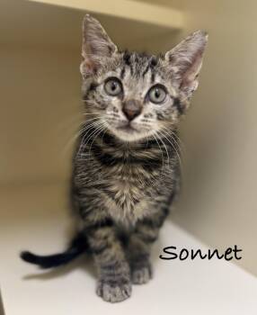 Sonnet -  Domestic Short Hair Cat for Adoption in Pawleys Island, South Carolina - Sonnet | PetCurious