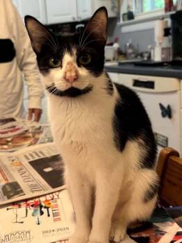 Rescue Domestic Short Hair Cats for Adoption in Littlestown, Pennsylvania - Ruthie (foster Cat) | PetCurious