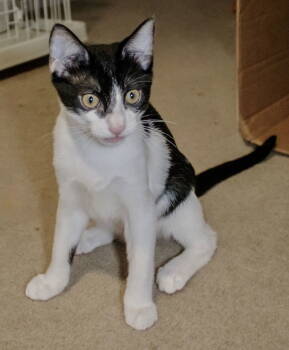 Rescue Domestic Short Hair Cats for Adoption in Nashville, Tennessee - Howlite | PetCurious