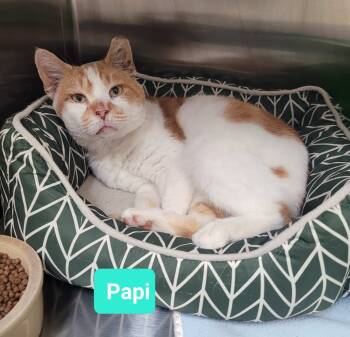Rescue Domestic Short Hair Cats for Adoption in Richmond, Indiana - Papi | PetCurious