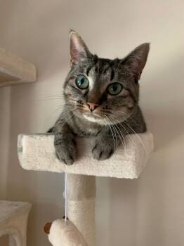 Rescue Domestic Short Hair Cats for Adoption in Minneapolis, Minnesota - Faena | PetCurious
