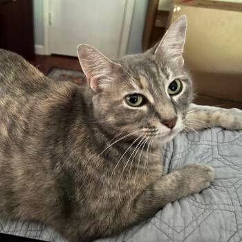 Cupid -  Domestic Short Hair Cat for Adoption in Austin, Texas - Cupid | PetCurious