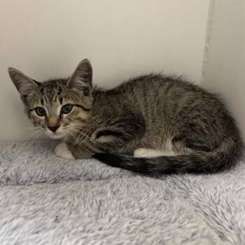 Bingo -  Domestic Short Hair Cat for Adoption in Hawthorne, California - Bingo | PetCurious