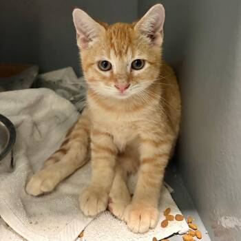 Domestic Short Hair Cats Available for Adoption in Kyle, Texas - JALAPENO | PetCurious