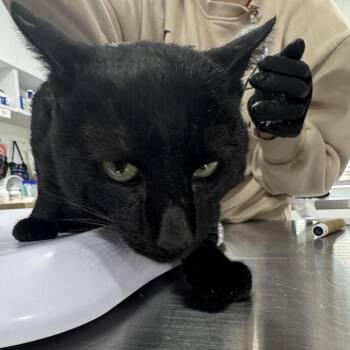 Domestic Short Hair Cats Available for Adoption in Newark, New Jersey - Smokey | PetCurious