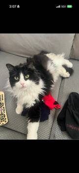 Maine Coon and Norwegian Forest Cat Cats Available for Adoption in Phoenix, Arizona - Lili BONDED With Paco | PetCurious