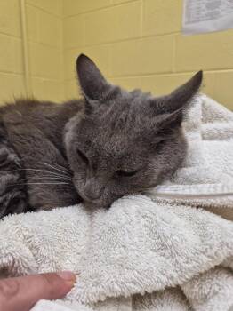 WOWZA (SPAYED) -  Domestic Short Hair Cat for Adoption in Crossville, Tennessee - WOWZA (SPAYED) | PetCurious