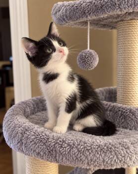 Moozie -  Domestic Medium Hair Cat for Adoption in Wyandotte, Michigan - Moozie | PetCurious