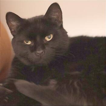 Igor -  Domestic Short Hair and Mixed Breed Cat for Adoption in Philadelphia, Pennsylvania - Igor | PetCurious