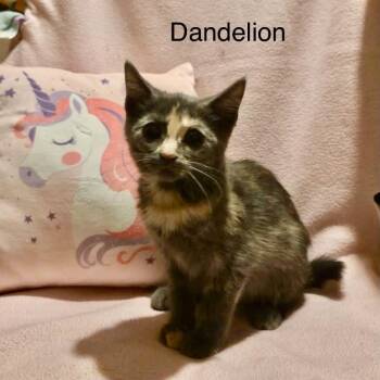 Dilute Tortoiseshell Cats Available for Adoption in Wyandotte, Michigan - Baby Dandelion | PetCurious