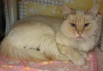 Louis -  Siamese and Domestic Long Hair Cat for Adoption in Eugene, Oregon - Louis | PetCurious