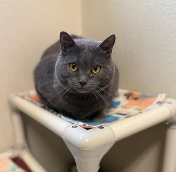 Chartreux Cats Available for Adoption in Boise, Idaho - Marcus | PetCurious