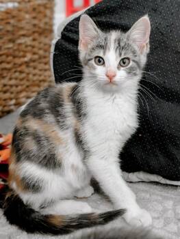 Elain -  Domestic Short Hair Cat Available for Adoption in Little Rock, Arkansas - Elain | PetCurious