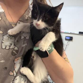 Batgirl -  Domestic Short Hair Cat for Adoption in Great Falls, Montana - Batgirl | PetCurious