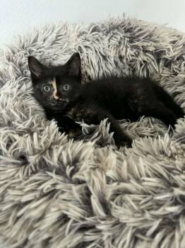 Tiifu -  Domestic Short Hair Cat for Adoption - Tiifu | PetCurious