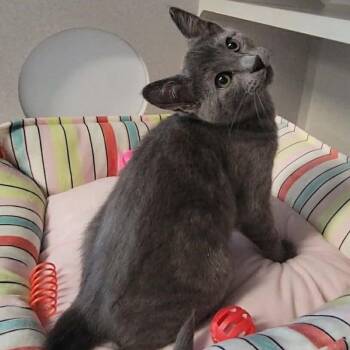 Domestic Short Hair Cats Available for Adoption in Washougal, Washington - CC Bloom | PetCurious