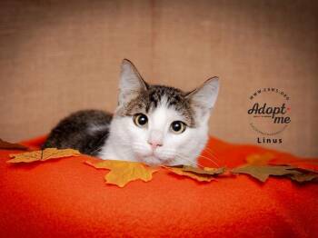 Fred -  Domestic Short Hair Cat for Adoption in Millcreek, Utah - Fred | PetCurious