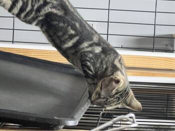 Rescue Domestic Short Hair Cats for Adoption in Knoxville, Georgia - Bitz | PetCurious