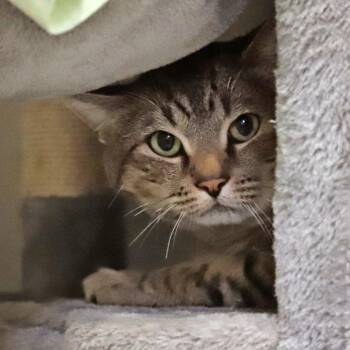 Spoon -  Domestic Short Hair Cat for Adoption in Murray, Utah - Spoon | PetCurious