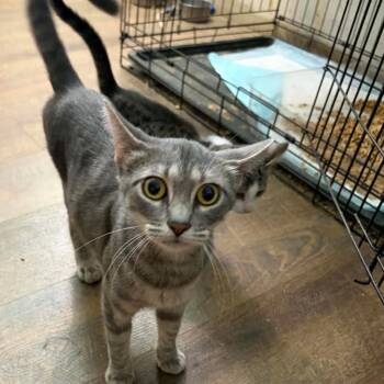 Holly -  Domestic Short Hair Cat for Adoption in Granby, Missouri - Holly | PetCurious