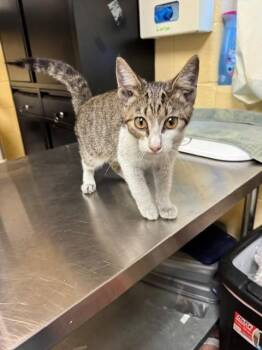 SUZIE -  Domestic Short Hair Cat for Adoption in Cookeville, Tennessee - SUZIE | PetCurious