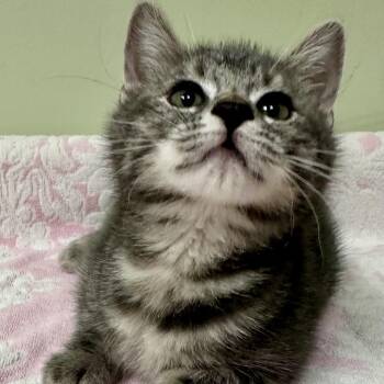 Thai Basil -  Domestic Short Hair Cat for Adoption in Conway, New Hampshire - Thai Basil | PetCurious