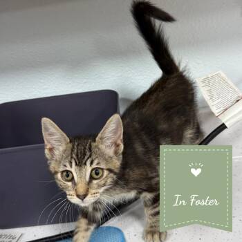 Myrtle -  Domestic Short Hair Cat for Adoption in Chico, California - Myrtle | PetCurious