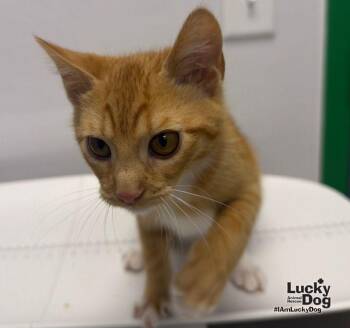 Riley -  Domestic Short Hair Cat for Adoption in Washington, District Of Columbia - Riley | PetCurious