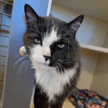 Rescue Domestic Long Hair Cats for Adoption in Cody, Wyoming - MJ | PetCurious