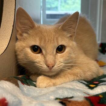 Domestic Short Hair Cats Available for Adoption in Gloucester, Virginia - Sassy | PetCurious