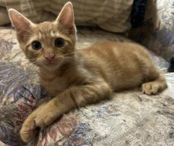 Marmalade -  Domestic Short Hair Cat for Adoption in Calverton, Maryland - Marmalade | PetCurious