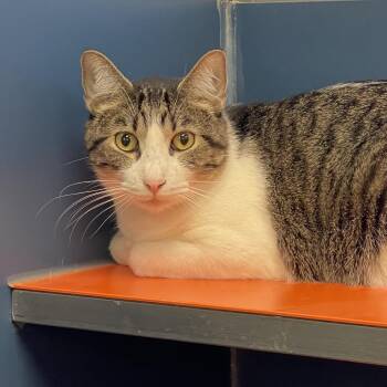 Gillian -  Domestic Short Hair Cat for Adoption in Tulsa, Oklahoma - Gillian | PetCurious