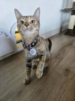 Dashboard -  Domestic Short Hair Cat for Adoption in Tucson, Arizona - Dashboard | PetCurious