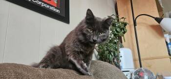 Nebelung and Domestic Long Hair Cats Available for Adoption - Grisgris (Courtesy Post) | PetCurious