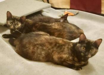 Chiniak (bonded w/ Kodiak) -  Domestic Short Hair Cat for Adoption in San Jose, California - Chiniak (bonded W/ Kodiak) | PetCurious