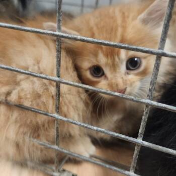 Dandy -  Domestic Medium Hair Cat for Adoption in Edwardsville, Illinois - Dandy | PetCurious