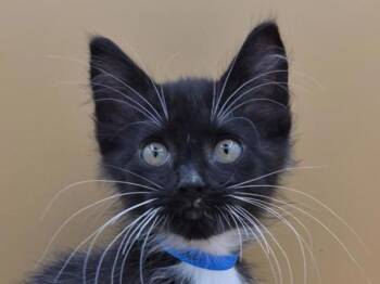 Cranberry -  Domestic Medium Hair Cat for Adoption in Portland, Oregon - Cranberry | PetCurious