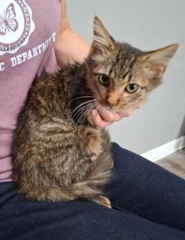 Oakley -  Domestic Long Hair Cat for Adoption in Dickson, Tennessee - Oakley | PetCurious