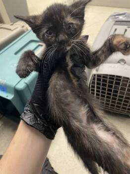 A378636 -  Domestic Short Hair Cat for Adoption in Stockton, California - A378636 | PetCurious