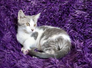 Blueberry -  Turkish Van Cat for Adoption in St. Augustine, Florida - Blueberry | PetCurious