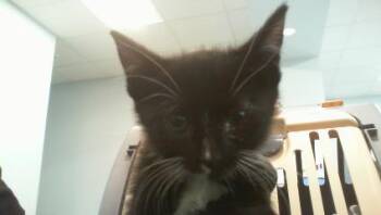 A1266458 -  Domestic Short Hair Cat for Adoption in Charlotte, North Carolina - A1266458 | PetCurious