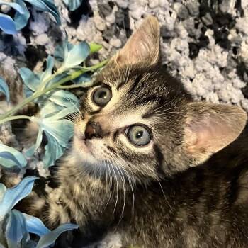 Cheese North 56131 -  Domestic Short Hair Cat for Adoption in Eaton Rapids, Michigan - Cheese North 56131 | PetCurious