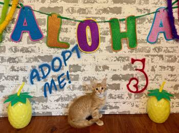 Sponge Bob -  Domestic Medium Hair Cat for Adoption in San Tan Valley, Arizona - Sponge Bob | PetCurious